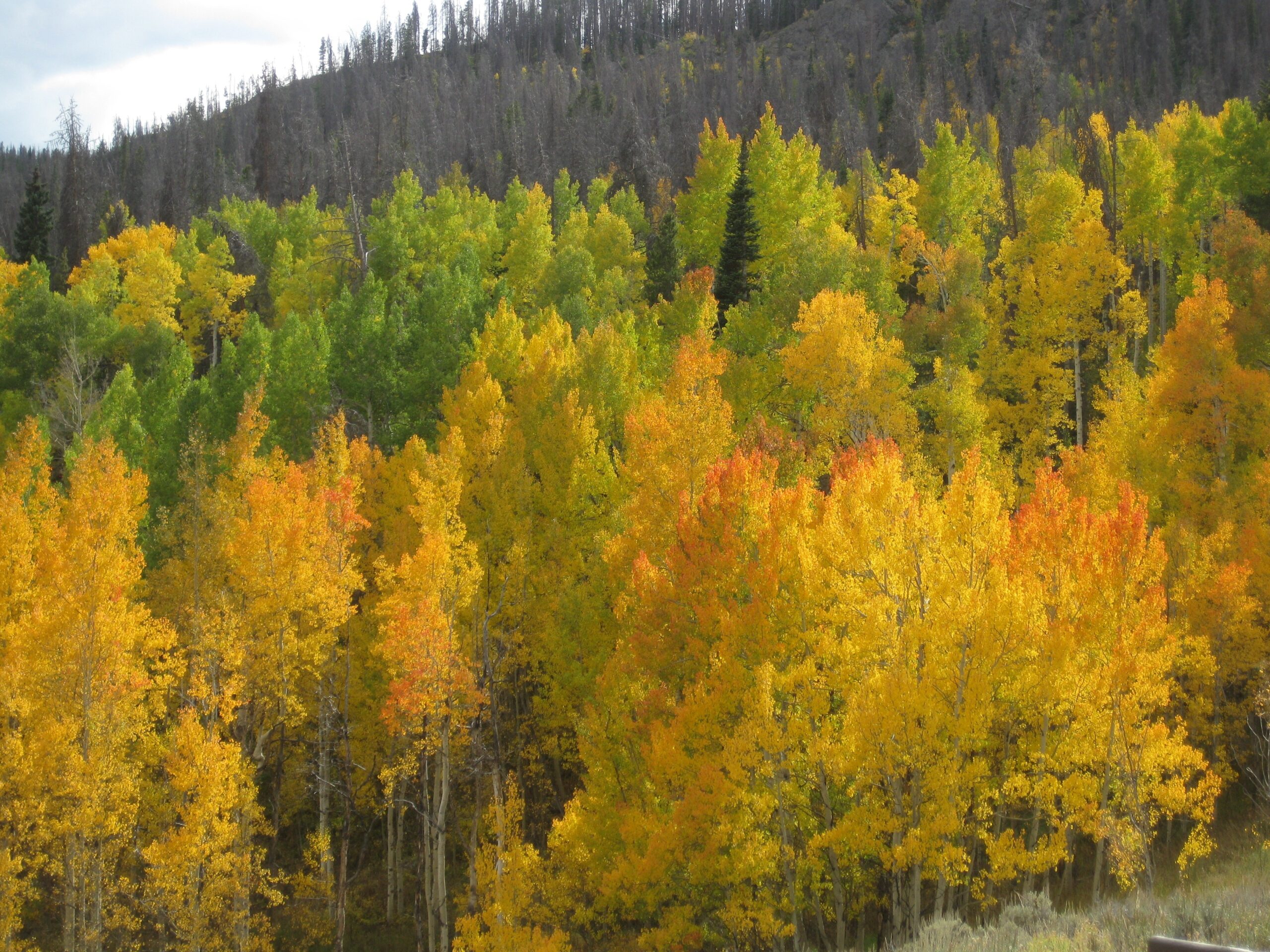 Aspen Trees in Colorado