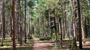 A photo of a light colored dirt trail going through a mixed forest of aspen and lodgepole pine trees. The ground between the trees is covered in bearberry and the main color is green. Sunlight slants through the trees.